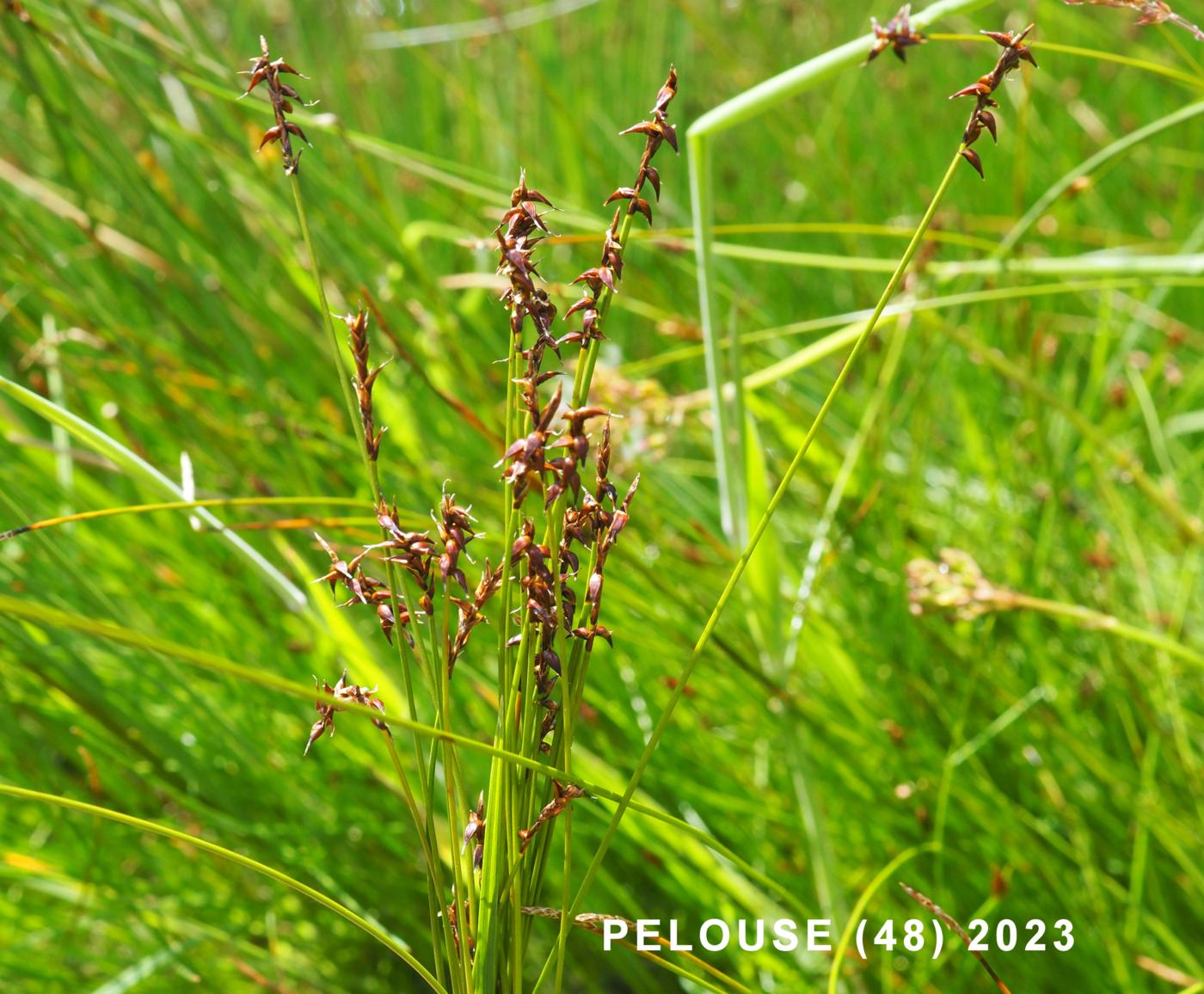 Sedge, of  Davali plant